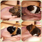 2015-10-10-004